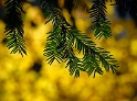 Blatt Herbst_DDB6988_Bildgröße ändern